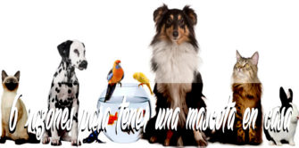 6 razones para tener una mascota en casa