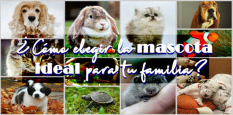 ¿Cómo elegir la mascota ideal para tu familia?